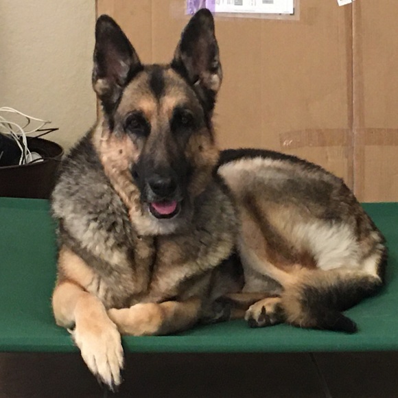 I’m a 59 year old mother of 3 and Nana to 8. My pictures are of my 3 protectors. - Picture 2 of 11